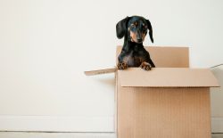 dog in box