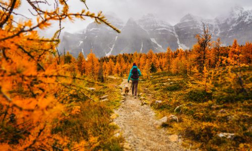 walking with dog